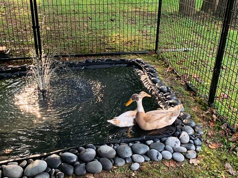 Threads - New duck house with pond Duck Coop Flooring Ideas, Chicken And Duck Run, Duck Ponds Backyard Diy, Geese House, Duck House Ideas, Diy Duck Pond, Ducks House, Duck Pond Ideas, House With Pond