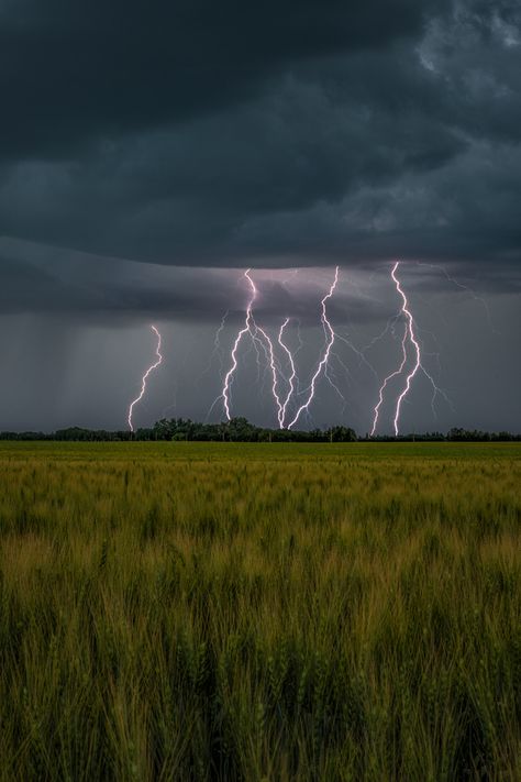 Multi strike - Several bolts of lightning are captured at once over a wheat field near Calmar, Alberta Nature, Hail Storm Aesthetic, Lighting Aesthetic Storm, Lightning Storm Aesthetic, Lightning Storm Painting, Lightning Reference, Lightening Art, Lightning Bolt Wallpaper, Lightning Pictures