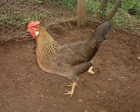 rose comb brown hen Brown Leghorn Chicken, Leghorn Hen, Leghorn Chicken, Best Laying Chickens, Leghorn Chickens, Laying Chickens Breeds, Laying Chickens, Best Egg Laying Chickens, Rhode Island Red