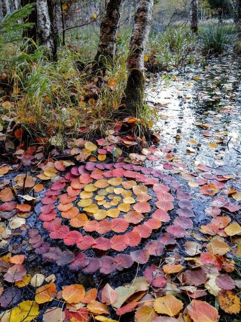 Nature Mandalas, Nature Mandala, Ephemeral Art, Woodland Art, Urban Nature, Earth Art, Budapest Hungary, Nature Crafts, Flower Mandala