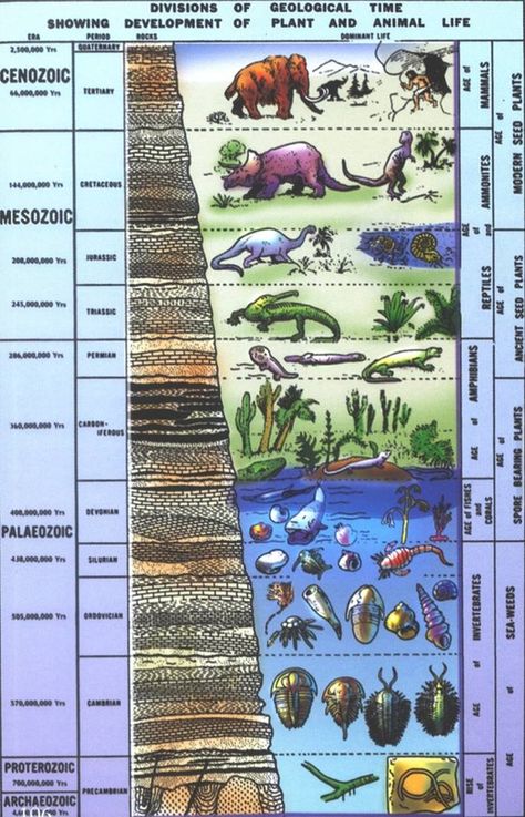 History Projects Ideas, Geologic Time Scale, History Of Earth, Long Division, Earth And Space Science, First Period, History Projects, Science Facts, Space Science