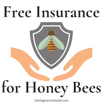 Honey Bees Keeping, Bee Stuff, Backyard Bee, Raising Bees, Bee Free, Backyard Beekeeping, Bee Farm, Carpentry Projects, Bee Keeper