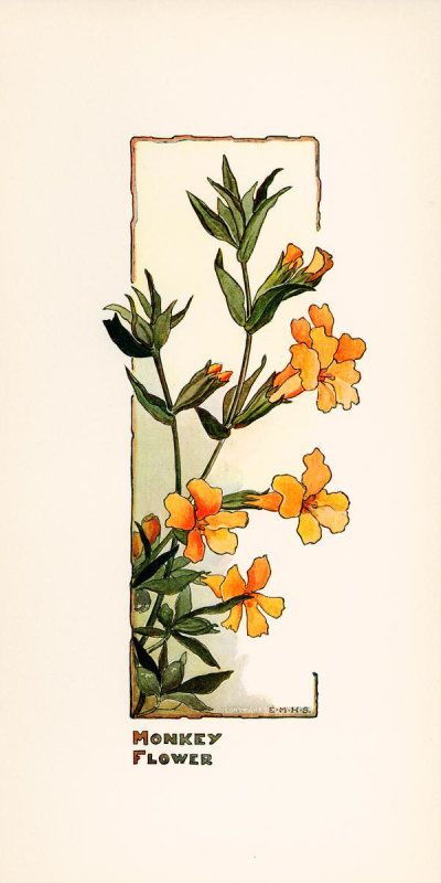 Fleurs Art Nouveau, Botanisk Illustration, Huntington Library, Cocoppa Wallpaper, Library Art, Lukisan Cat Air, Arte Inspo, Arte Sketchbook, Flowers Art