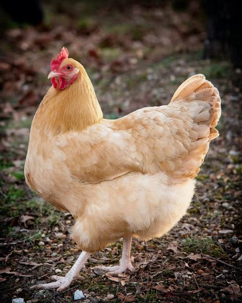 Buff Orpington Chickens: All You Need to Know About This Delightful Breed - Heritage Acres Market LLC Laying Hens Breeds, Hen Breeds, Buff Orpington Hen, Aesthetic Pets, Hen Recipes, Buff Orpington Chickens, Orpington Chickens, Fantasy Future, Farm Tips