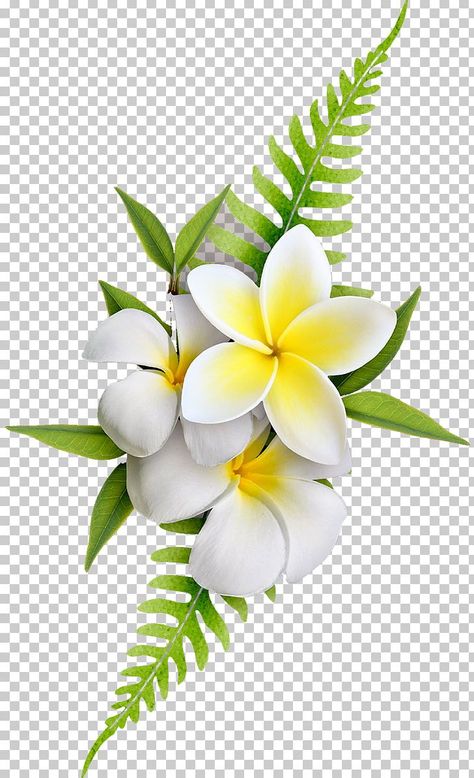 Fond Studio Photo, Png Images For Editing, Frangipani Flower, Psd Free Photoshop, Flower Png Images, Flowers Photography Wallpaper, Number 0, Image Nature, Flower Png