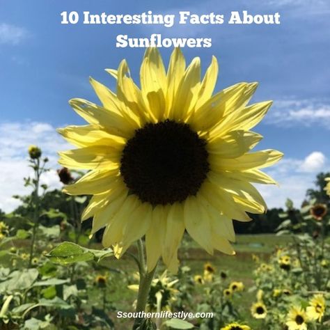 Nature, Facts About Sunflowers, Sunflower Facts, Catch 22, 10 Interesting Facts, Did You Know Facts, Education Poster, Childrens Ministry, Children's Ministry