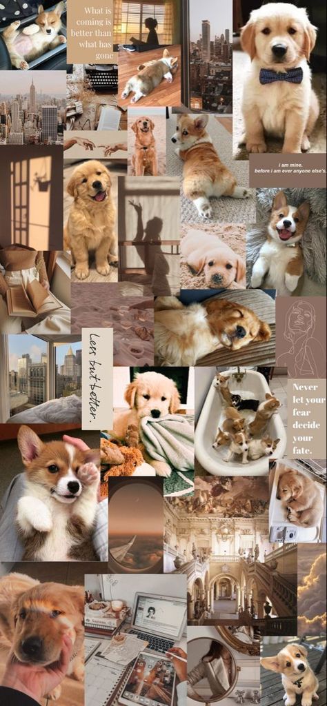 Dogs, Puppies, Puppy Drawing, Puppy Wallpaper, The Cutest