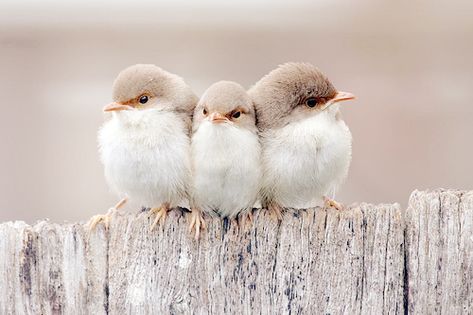 awwwwww...too cute! Pretty Birds, Cute Birds, Little Birds, Sweet Animals, Birds Of Paradise, Animal Photo, 귀여운 동물, Bird Watching, Cuteness Overload