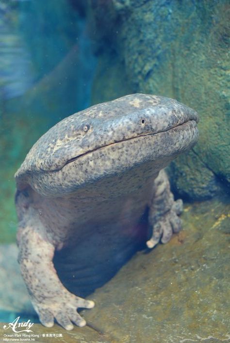 This is a Chinese giant salamander, the world’s largest salamander. It can grow up to six feet long. It is highly endangered due to water pollution and harvest for the Chinese traditional medicine market. (by Andy Loves Hong Kong): Salamanders, Chinese Salamander, Chinese Traditional Medicine, Chinese Giant Salamander, Giant Salamander, Market Photo, Water Pollution, Interesting Animals, Unusual Animals