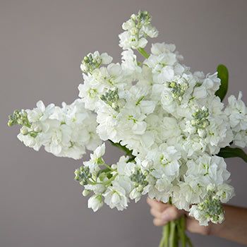 Bulk Wedding Flowers, Classic Romantic Wedding, White Spray Roses, Clean Flowers, Stock Flower, Hot Pink Flowers, Tall Flowers, Flower Care, Blush Flowers