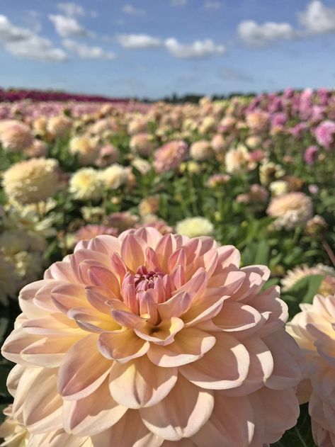 Dahlia Malia Sweet pastel colors  #pastel #dahlia #pastelflowers #pinkflowers #gardening #plantingtime Dahlia Bouquet Aesthetic, Dalia Flower Aesthetic, Dahlia Aesthetic Wallpaper, Pastel Dahlias, Dahlia Flower Aesthetic, Daliah Flower, Pastel Flower Garden, Dahlia Wallpaper, Pastel Color Flowers