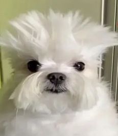 Funny Looking Dogs Hilarious, Crusty White Dog, Mulch Gang, Silly Dog Pictures, Goofy Dogs, Dog Growling, Goofy Dog, Funny Animal Photos, Meme Gato