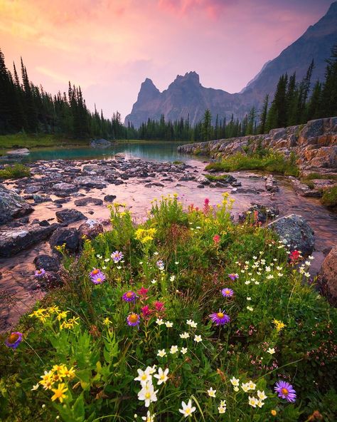 Nick Fitzhardinge Photography on Instagram: “Summer inspiration - another bouquet from Yoho National Park!” Image Nature, Pretty Landscapes, Nature Photographs, Foto Inspiration, Beautiful Mountains, Nature Aesthetic, Mountain Landscape, Nature Wallpaper, Nature Scenes