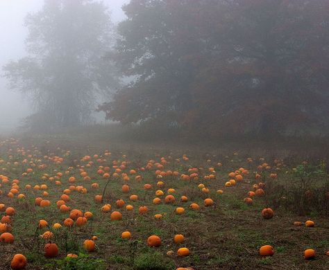 Over The Garden Wall, Season Of The Witch, Fall Feels, Autumn Cozy, Autumn Aesthetic, Best Seasons, We Fall In Love, Cozy Fall, Fall Vibes