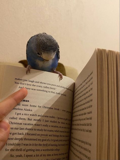 Reading, Yellowjackets Misty, Parrot Aesthetic, Misty Quigley, Book Reading, Parrot, Pet