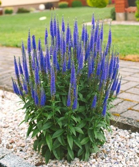 Salvia vs. Veronica: All the Differences! | Balcony Garden Web Blue Veronica Flowers, Speedwell Plant, Spike Speedwell, Veronica Flower, Salvia Garden, Veronica Plant, Veronica Spicata, Salvia Plants, Purple Salvia