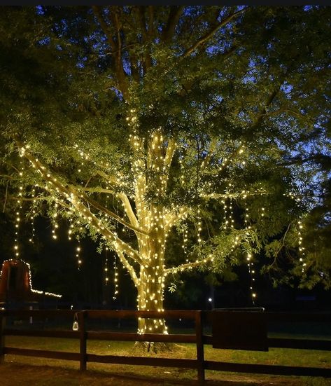 buat dekor lampu Christmas Lights Outdoor Trees, Hanging Tree Lights, Exterior Christmas Lights, Outdoor Tree Lighting, Christmas Lights Outside, Light Up Tree, Backyard Trees, Hanging Christmas Lights, Outdoor Christmas Tree