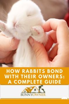 Bunny Rabbit Set Up, Rabbit Must Haves, Bunny Room Ideas Rabbit, Bunny As A Pet, Best Rabbits For Pets, Rabbit Care For Beginners, Diy Rabbit Cage Outdoor, Diy Bunny Cage Outdoor, Bunny Cages Outdoor