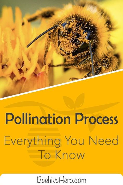 Pollination Experiment, Pollination Activity, Flower Gardening Ideas, Outdoor Garden Design, Flowers Valentines, Gardener Aesthetic, Bee Activities, Gardening Aesthetic, Nails Flower