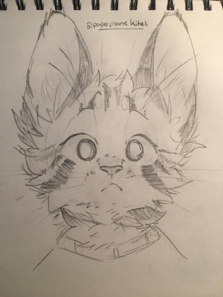 How To Draw A Bunny, Drawings Of Cats, Draw Cats, Drawing Bases, Cats Art Drawing, Výtvarné Reference, Warrior Cat Drawings, Doodles Drawings, Cute Drawing