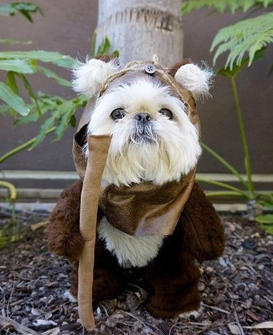 75 Star Wars Dog Names Ewok Dog Costume, Ewok Costume, Perro Shih Tzu, Dog Costumes Funny, Havanese Puppies, Labrador Retriever Puppies, Dog Halloween Costumes, Shih Tzu Dog, Shih Tzu Puppy