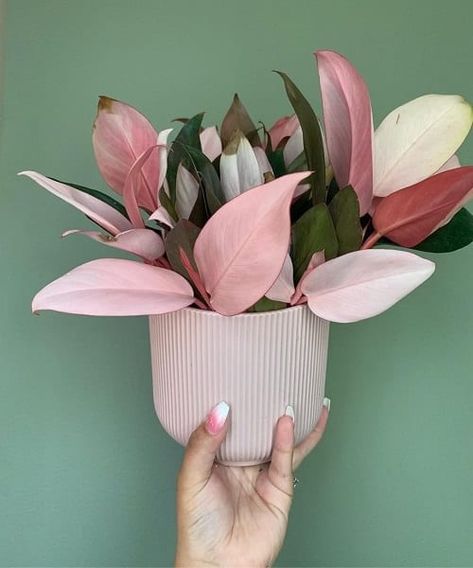 Tanaman Indoor, Tanaman Pot, نباتات منزلية, Plant Goals, Philodendron Plant, Plants Are Friends, Decoration Plante, Pink Plant, Best Indoor Plants