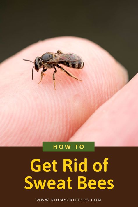 How to Get Rid of Sweat Bees (Easily Trap or Repel the Buggers)