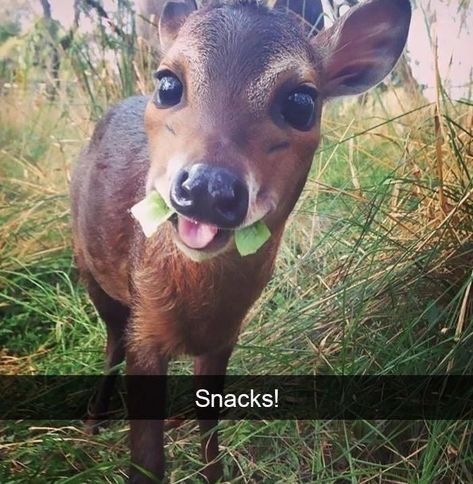 Funny Baby Pictures, Funny Baby Animals, Baby Animals Pictures, Pretty Animals, Silly Animals, Baby Animals Funny, Baby Deer, Funny Animal Memes, Funny Baby