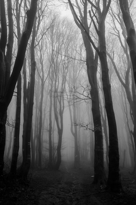 Midway through Life's journey, lost in the Bulgarian woods. Nature, Lost In The Never Woods, Woods Black And White, Øystein Aarseth, Landscape Studies, Scary Woods, Lost Woods, Black Ink Art, Dark Woods