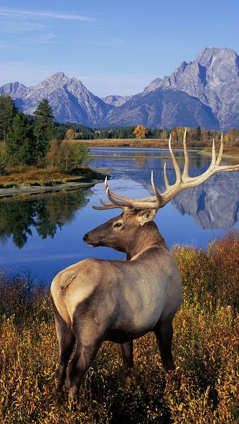 Elk Hunting, Wild Life, Mule Deer, Glencoe Scotland, Regnul Animal, Belle Nature, Animale Rare, Haiwan Peliharaan, Pinterest Photos