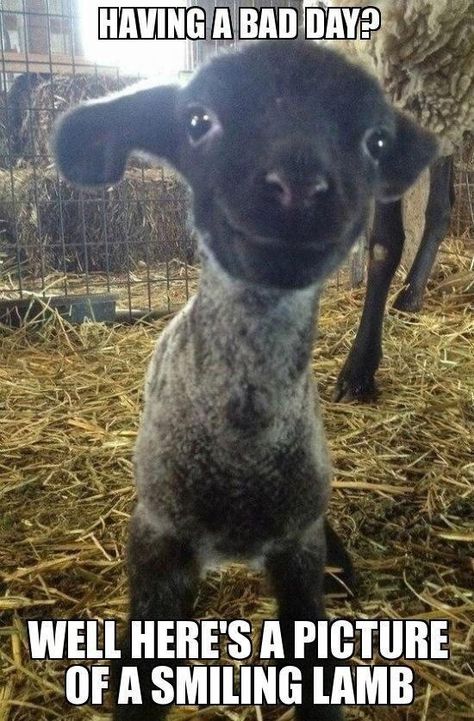 Having a bad day? Here's a picture of a smiling lamb :-) Baby Goats, Funny Animal Quotes, Smiling Lamb, Baby Sheep, E Card, Having A Bad Day, Happy Animals, Animal Quotes, Animal Memes