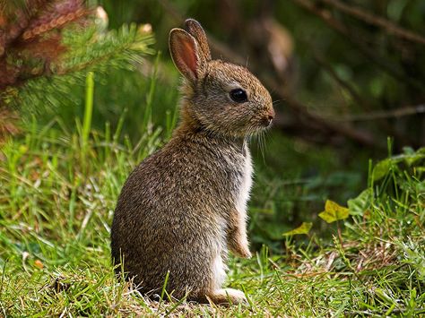 Baby English wild rabbit by Mark Philpott, via Flickr Baby Bunnies, Wild Bunny, Plante Carnivore, Rabbit Garden, Wild Rabbit, British Wildlife, Rabbit Art, Pet Rabbit, Woodland Creatures