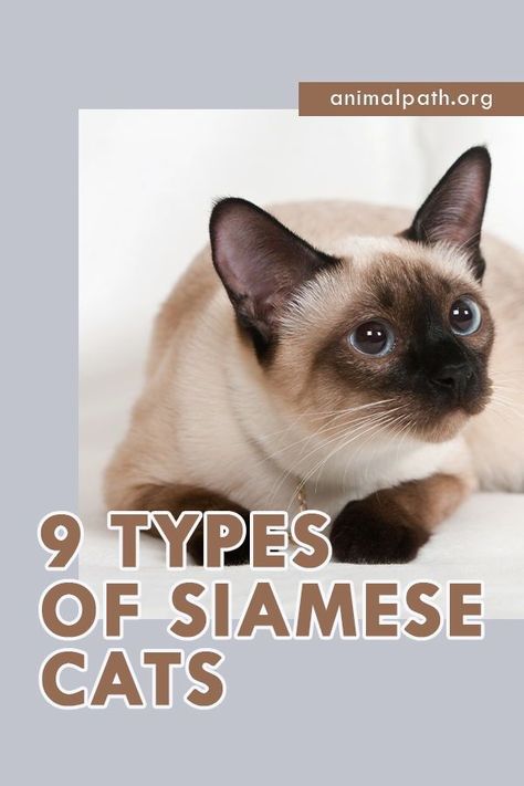 Simease Kitten, Simease Cats Siamese, Types Of Siamese Cats, Siamese Cats Drawing, Fluffy Siamese Cats, Siamese Cat Aesthetic, Siamese Cats Aesthetic, Cats Types, Type Of Cats