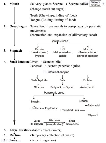 Biochemistry Notes, Biology Diagrams, Class 10 Science, Cbse Class 10, Studie Hacks, Learn Biology, Notes Life, Basic Anatomy And Physiology, Study Biology