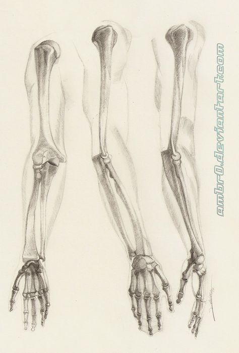 Anatomy Drawings Bones, Skeleton Study Drawing, Arm Bones Tattoo, Skeletal Arm Drawing, Arm Skeleton Anatomy, Bone Study Drawing, Arm Anatomy Skeleton, Arm Bones Anatomy Drawing, Skeleton Arm References