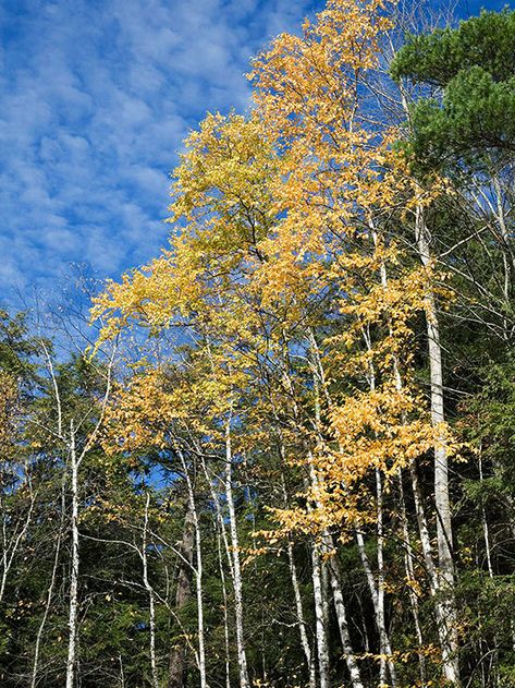 Aspen Aspen Tree Landscaping, Quaking Aspen Tree, Quaking Aspen, Aspen Tree, Video Garden, Aspen Trees, How To Attract Birds, Indoor Garden Ideas, Landscape Trees