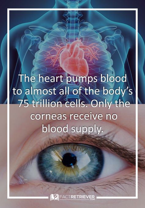 Interesting human heart facts perfect for school projects, kids, and anyone interested in learning!-Interesting Human Heart Facts Human Heart Facts, Heart Facts, Interesting Facts About Humans, Interesting Health Facts, Body Facts, Human Body Facts, Brain Surgeon, Facts About Humans, Design Quotes Inspiration