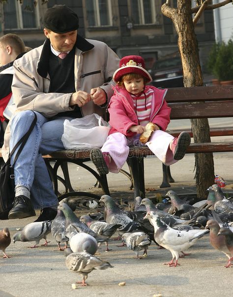 Pigeon, Feeding Pigeons, Feeding Birds, Basement Bar Designs, Become A Photographer, Bar Design, Stock Photography, Photo Image, Bench