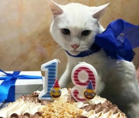 not mine !! Cat Birthday Memes, Happy Birthday 19, Happy Birthday Drawings, Happy Birthday Cat, Hippie Birthday, 19th Birthday, Birthday Meme, Silly Animals, Cat Birthday