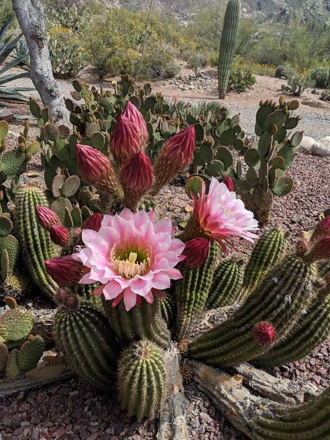 Arizona Plants, Prickly Pear Flowers, Cactus Paintings, Fall Gardening, Cactus Photography, Arizona Cactus, Garden Tattoo, Planting Tips, Blooming Cactus