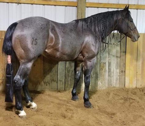 Bay Roan Quarter Horse, Bay Roan Horse, Quater Horses, Roan Quarter Horse, Bay Quarter Horse, Barrel Horses, Stock Horse, Aqha Horses, Rare Horses