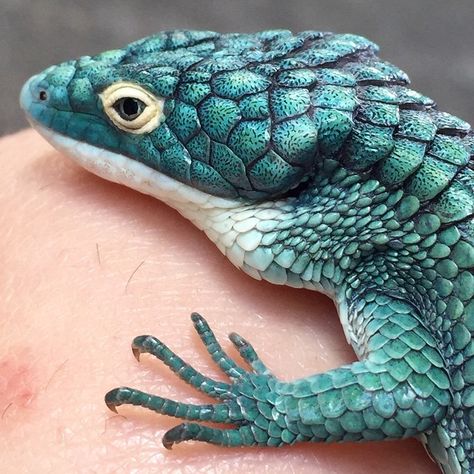 ANIMAL PATTERN Iguanas, Mexican Alligator Lizard, Cool Lizards, Alligator Lizard, Lizard Design, Colorful Lizards, Reptile Room, Cute Reptiles, Interesting Animals