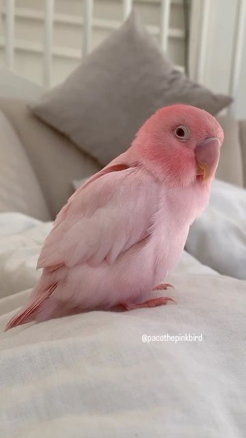 Ring Necked Parakeet, Παπούτσια Nike Free, Drømme Liv, Animale Rare, Pink Animals, Exotic Bird, Pretty Animals, Bird Supplies, Cute Animals Images