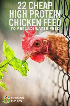 22 Cheap High Protein Chicken Feed Options to Replace Layer Feed Cheap High Protein, High Protein Chicken, Layer Feed, Cheap Chicken Coops, Egg Laying Chickens, Portable Chicken Coop, Backyard Chicken Farming, Homestead Chickens, Chicken Health