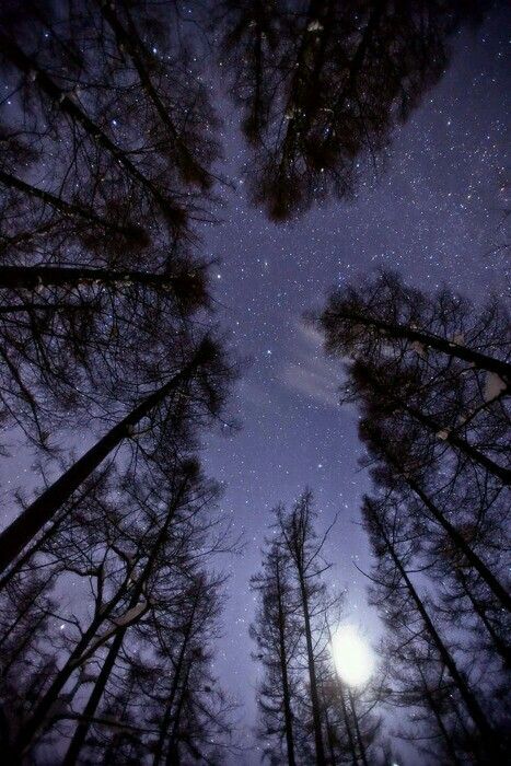 Sky view in to the night Sky Through Trees, مركز ثقافي, Fotografi Alam Semula Jadi, Tall Trees, Purple Sky, The Night Sky, Alam Yang Indah, Alam Semula Jadi, Night Aesthetic