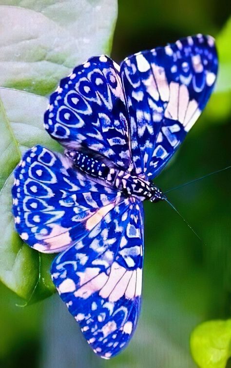 Most Beautiful Butterfly, Types Of Butterflies, Beautiful Butterfly Pictures, Beautiful Butterfly Photography, Butterfly Species, Animale Rare, Butterfly Photos, Beautiful Bugs, Butterfly Pictures