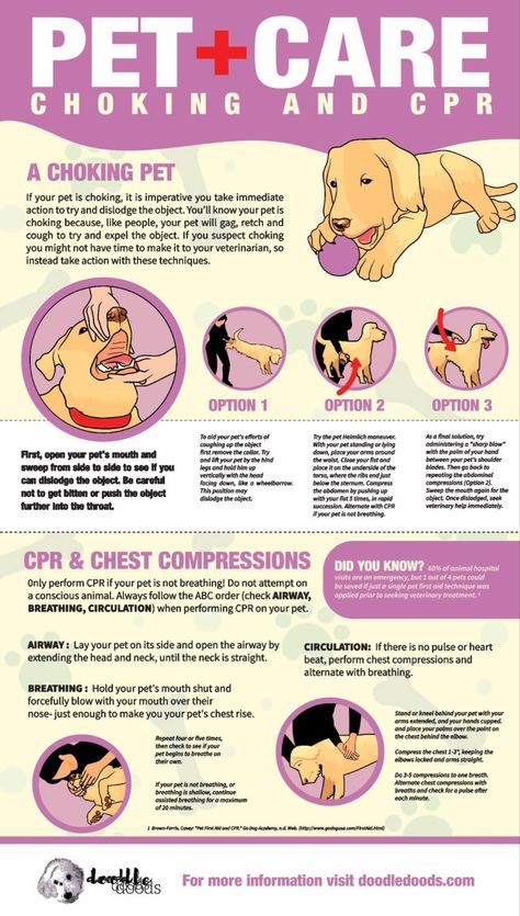 Do you know how to give CPR or the heimlich to your sweet dog? This is information is probably the most important to save. Click to read what signs to watch for with a chocking dog. #doghealthsupplies #doghealthtips #doghealthwellness #doghealthcare #doghealthremedies #dogcaretips #dogcareguide #dogtips #dogdyingsigns #dogsarefamily #dogsandpuppies #dogsoftiktok #dogsofworld Dog Cpr, How To Do Cpr, Heimlich Maneuver, Vet Medicine, Dog Remedies, Dog Health Tips, Dog Died, Dog Information, Doodle Dog