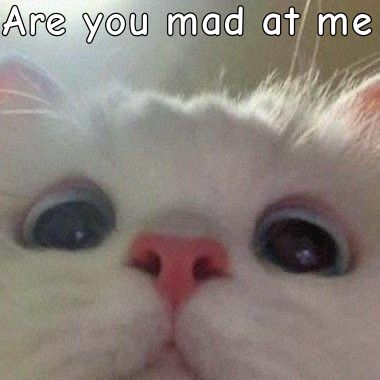 Text Me Back Reaction Pic, Thinking Of You Meme, Mood Pics Mad, Mad Meme, Im Mad At You, Good Morning Cat, Mad At You, Morning Cat, Im Thinking About You