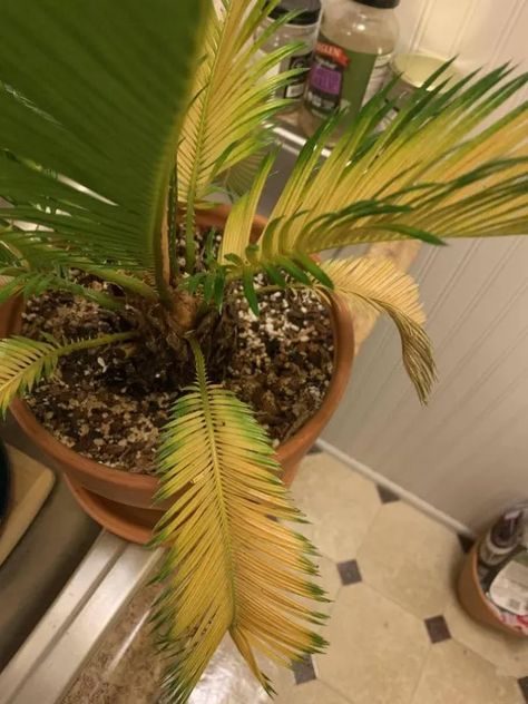 Yellow Leaves On Plants, Sago Palm Care, Indoor Palm Plants, Palm Tree Care, Potted Palm Trees, Sago Palm Tree, Plant Leaves Turning Yellow, Indoor Palms, Potted Palms