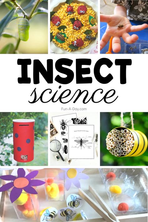 30+ Insect Science Activities for Preschoolers - Fun-A-Day! Insects Toddler Crafts, Bugs Projects For Preschool, Bug Learning Activities, Kids Bug Activities, Bugs Science Preschool, Insect Habitats Preschool, Bugs Butterflies And Insects Activities, Insects Science Preschool, Insect Stem Activities Preschool